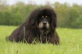 DOGUE DU TIBET 802